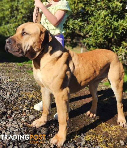 Puppy Boerboel