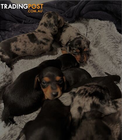 Rare grey dabble short hair miniatures dachshunds for sale