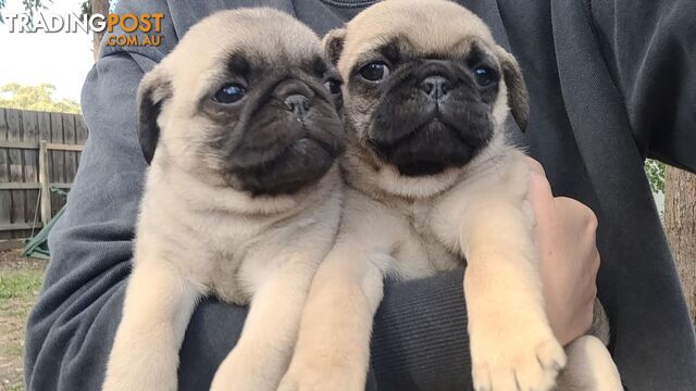 Purebred Pug puppies