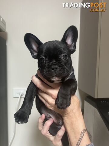 French Bulldog puppies