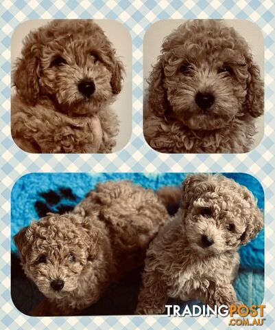 Moodle Puppies (Maltese x Toy Poodle) - Only 2 Males Left - Ready Now