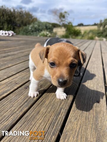 Jack-Russell-x-Mini-Foxy-puppies