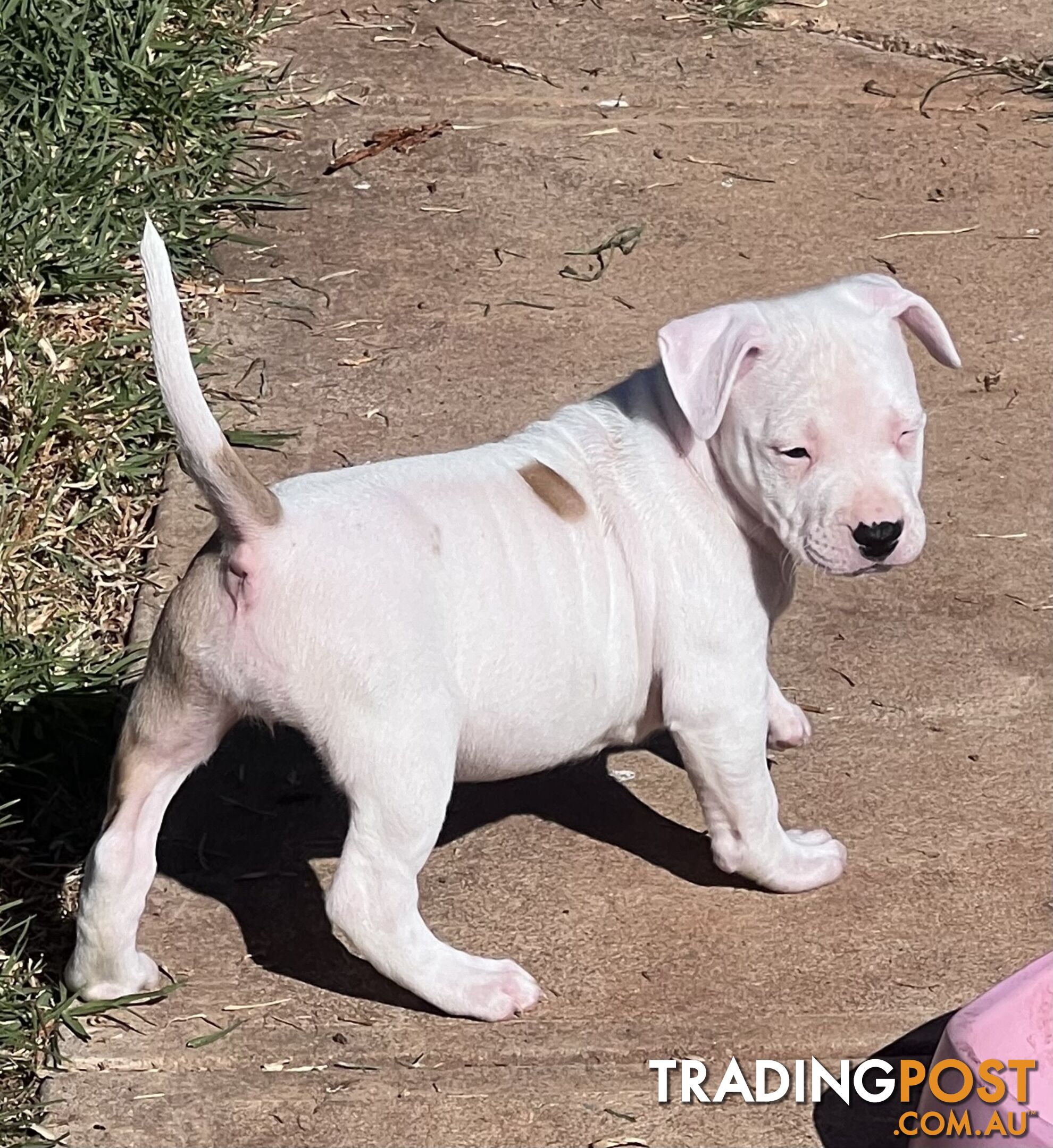 American Staffordshire Puppies