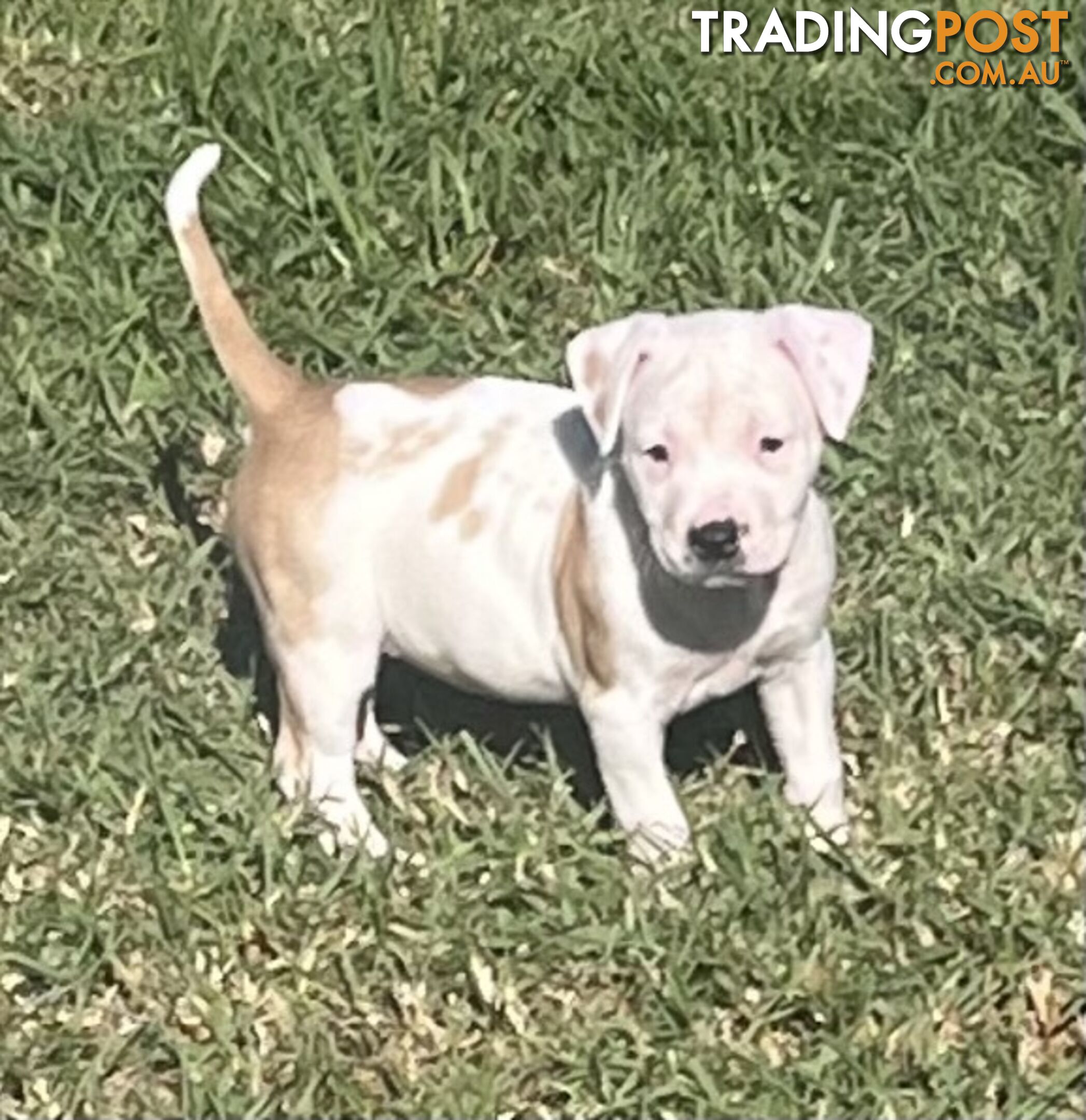 American Staffordshire Puppies