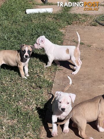 American Staffordshire Puppies