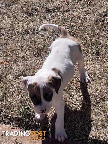 American Staffordshire Puppies