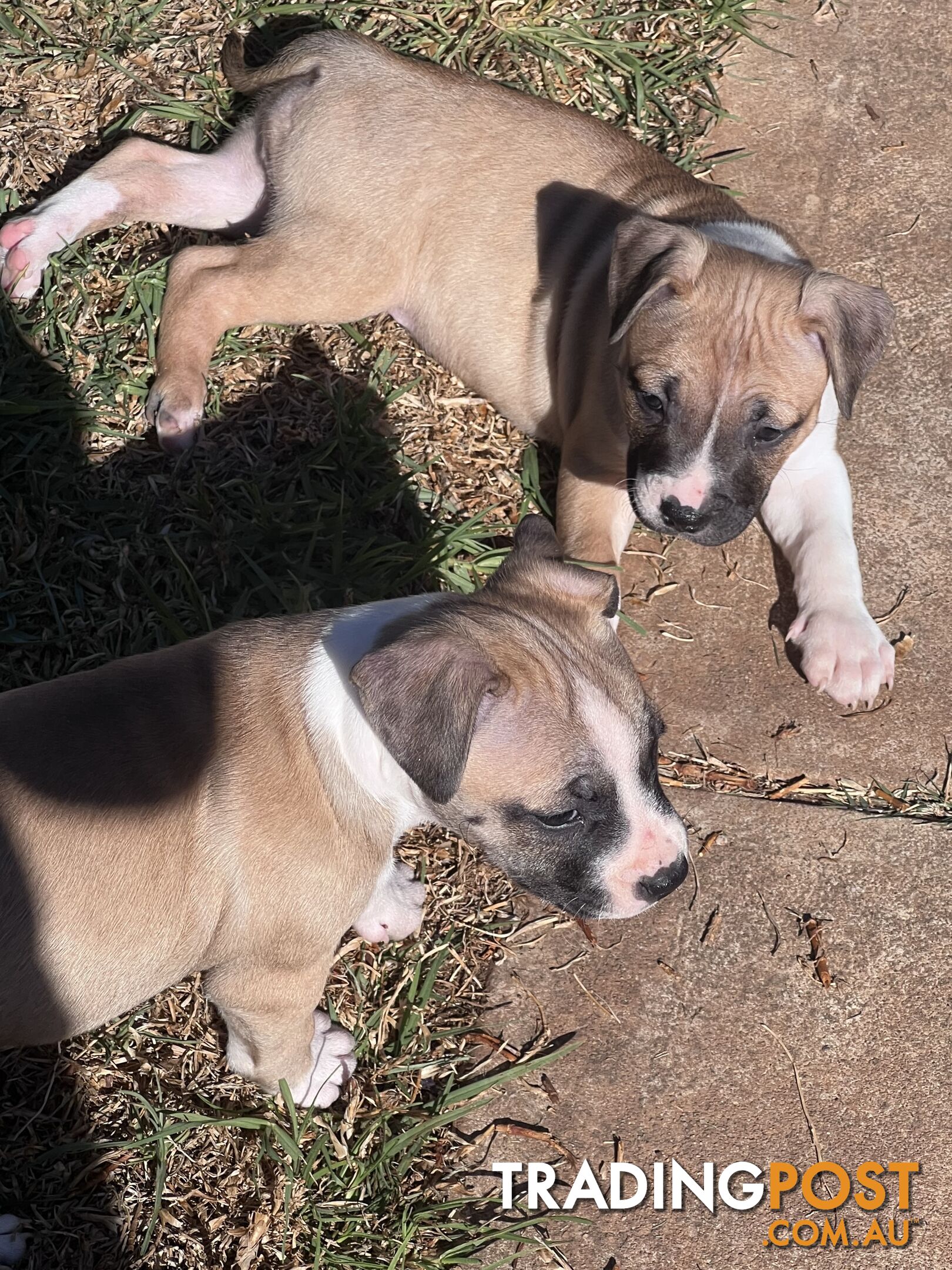 American Staffordshire Puppies