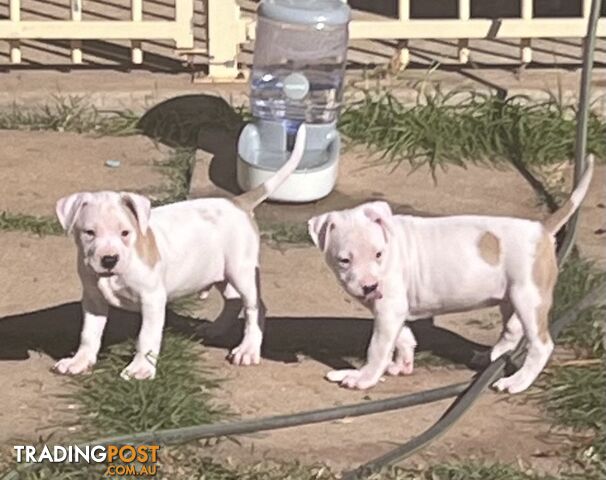 American Staffordshire Puppies