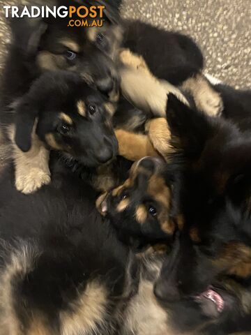 Puppies for sale in Victoria