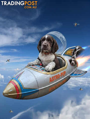 English springer spaniel puppies, registered pedigree