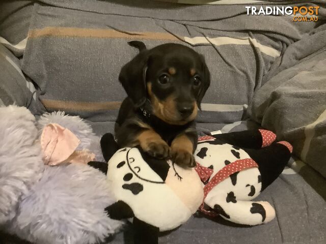 Beautiful miniature Dachshunds