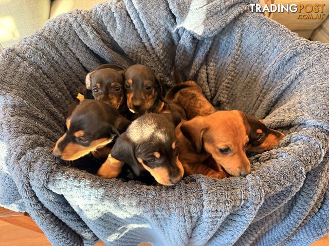 Mini Dachshund Puppies