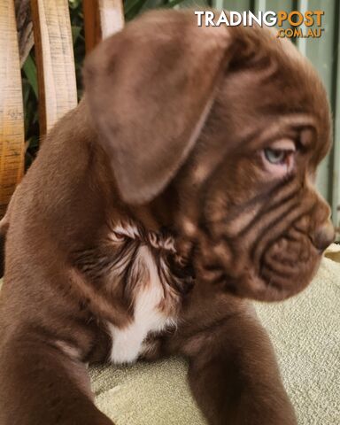Ultimate Mastiff - Male