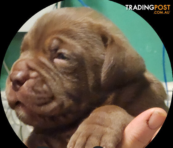 Ultimate Mastiff - Male