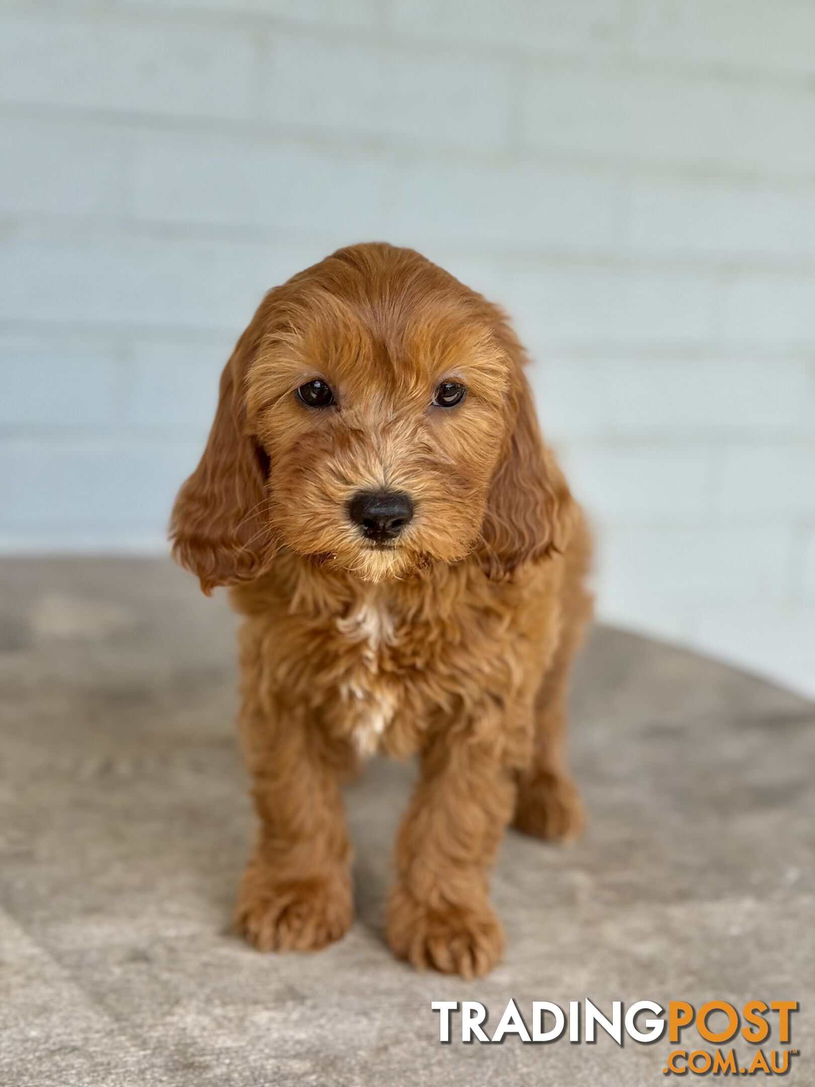 TINY TOY CAVOODLE PUPPIES