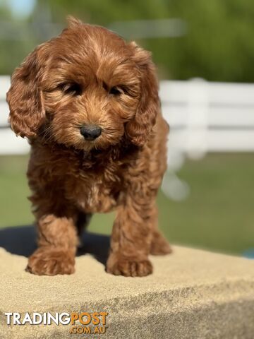 TINY TOY CAVOODLE PUPPIES