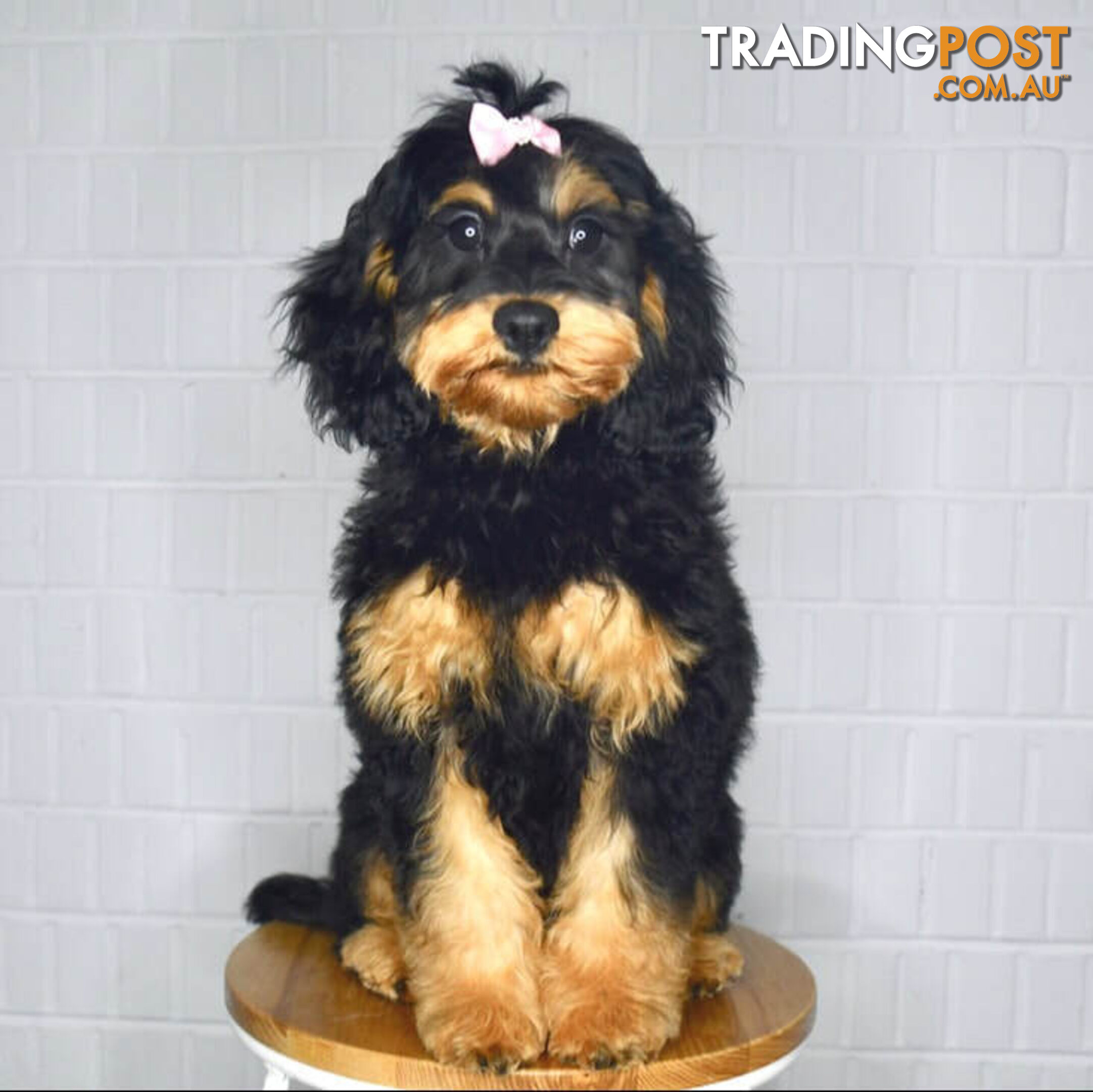 TINY TOY CAVOODLE PUPPIES