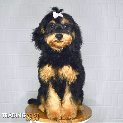 TINY TOY CAVOODLE PUPPIES