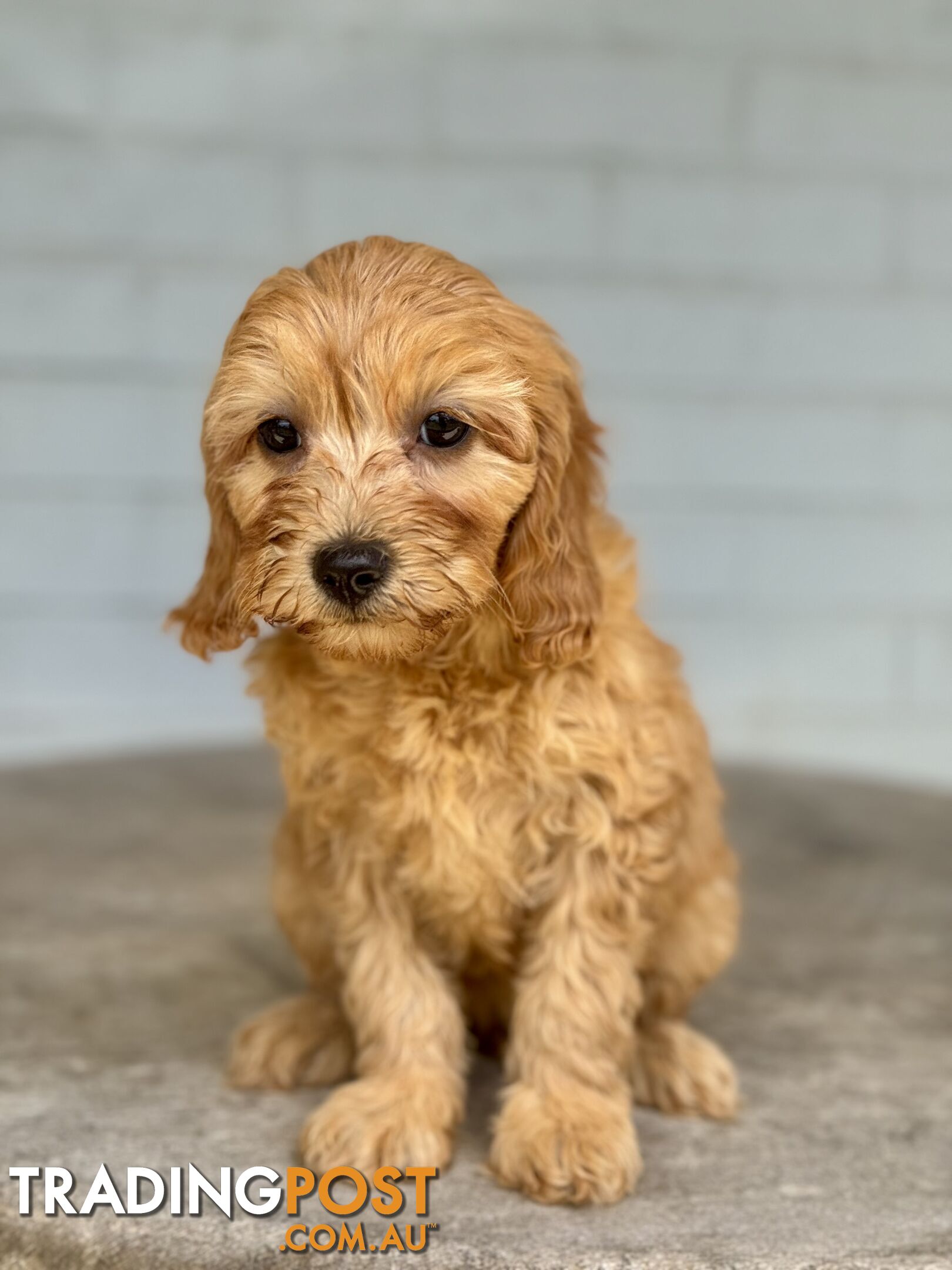 TINY TOY CAVOODLE PUPPIES