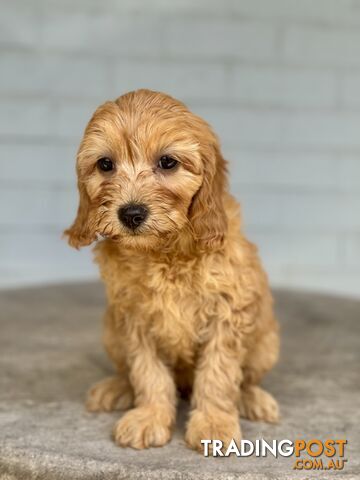 TINY TOY CAVOODLE PUPPIES