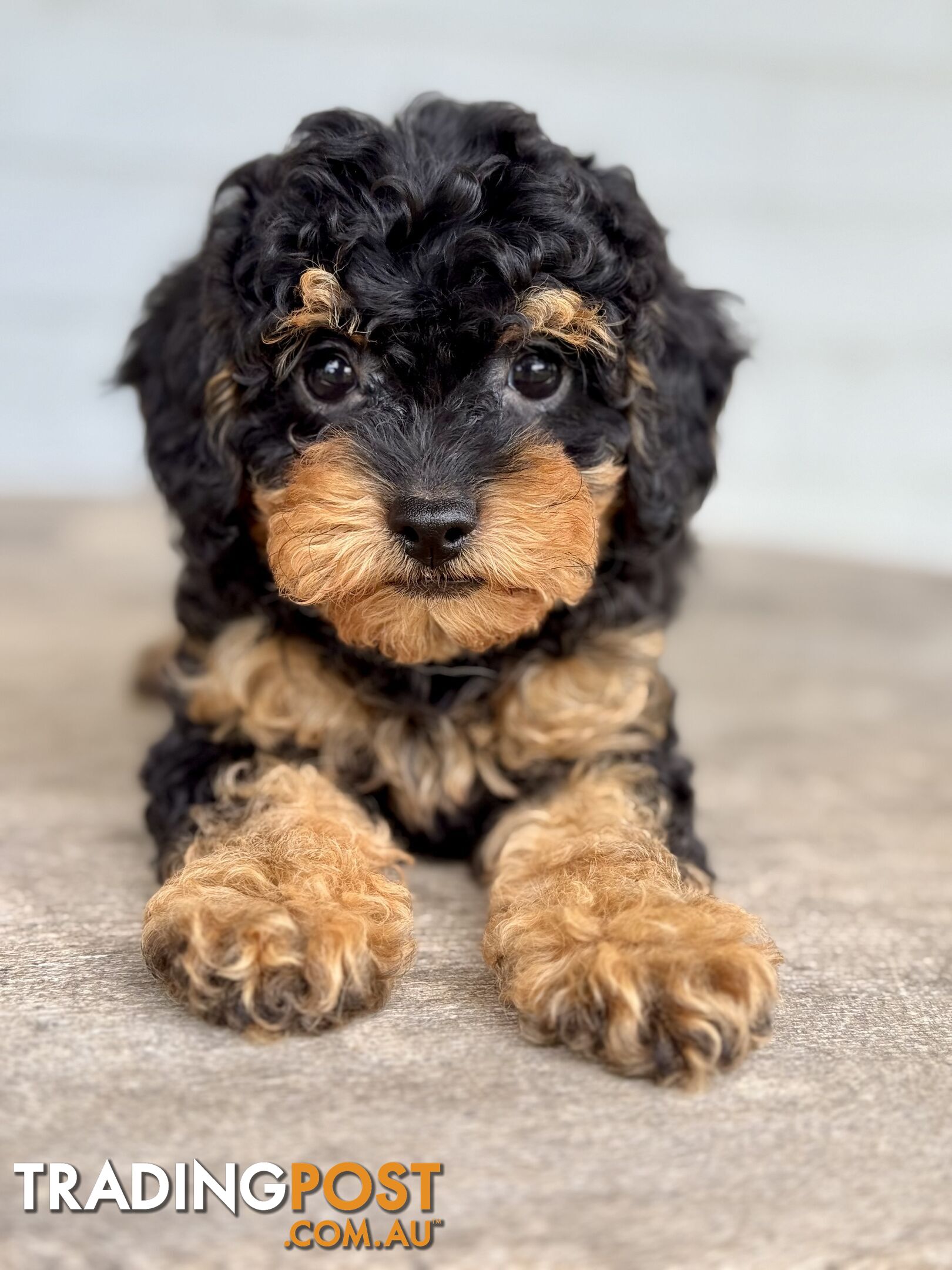 TINY TOY CAVOODLE PUPPIES