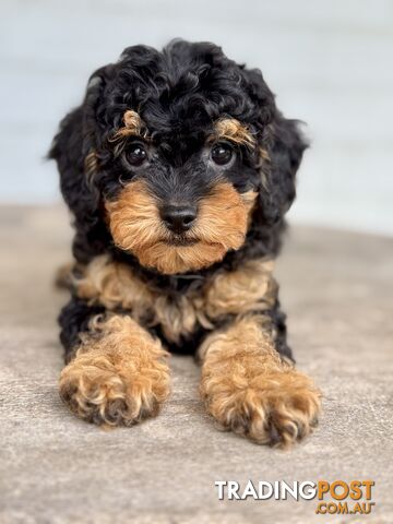 TINY TOY CAVOODLE PUPPIES