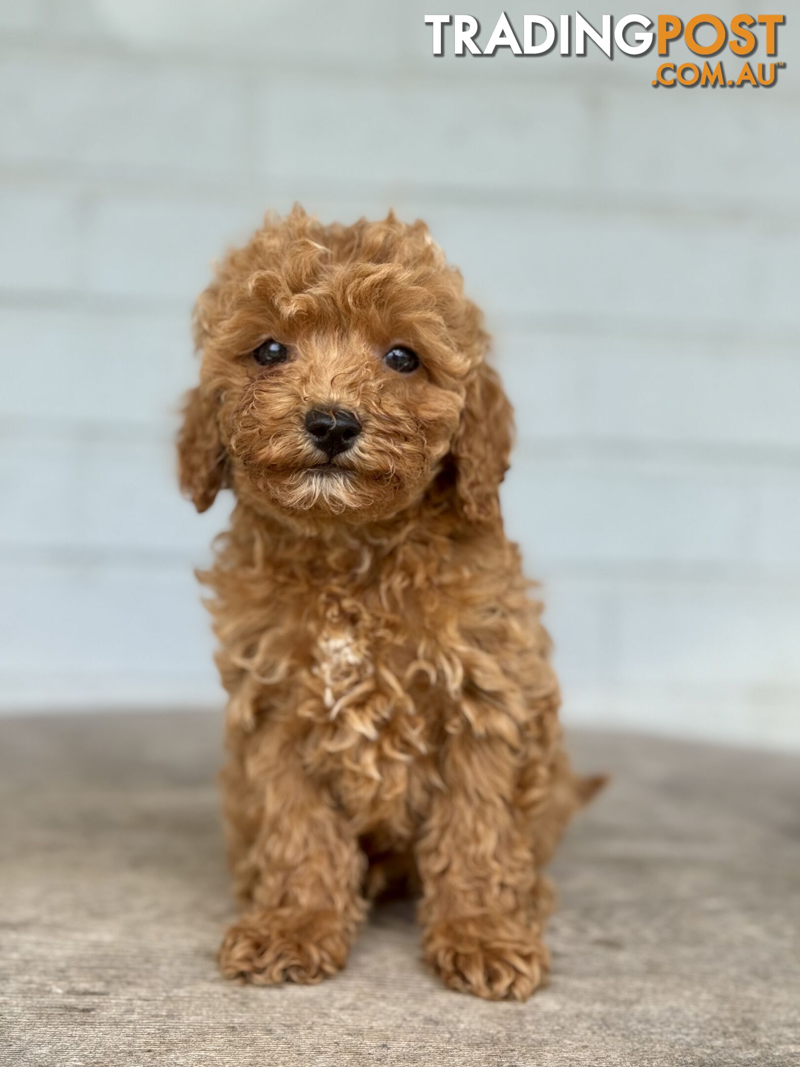 TINY TOY CAVOODLE PUPPIES