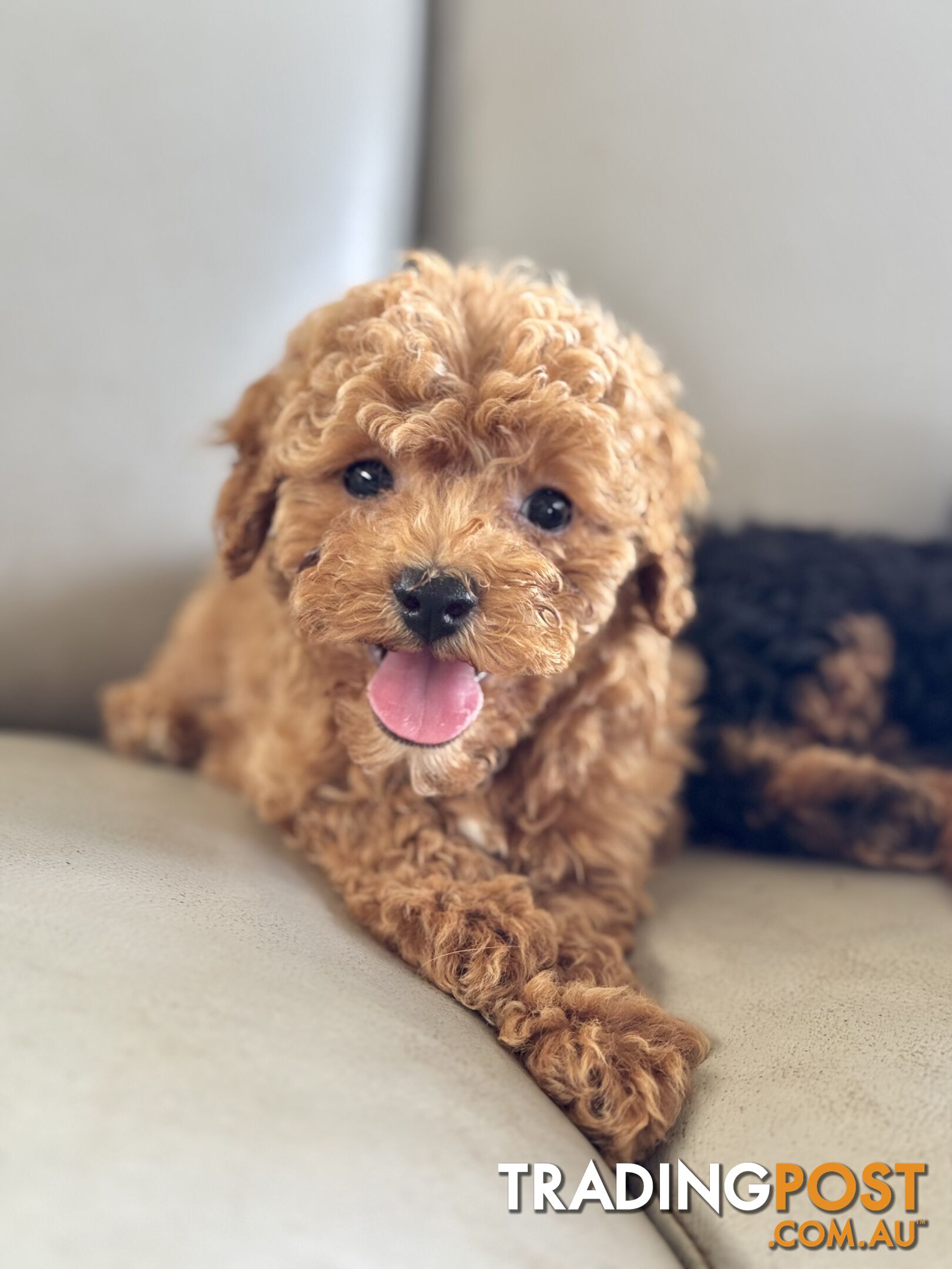 TINY TOY CAVOODLE PUPPIES