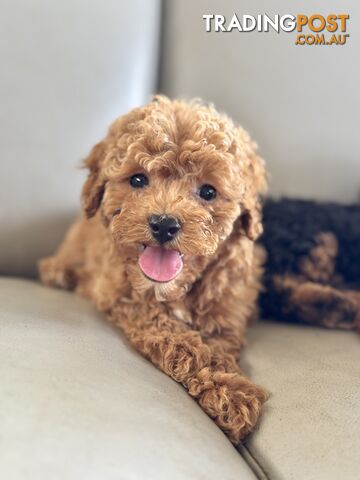 TINY TOY CAVOODLE PUPPIES