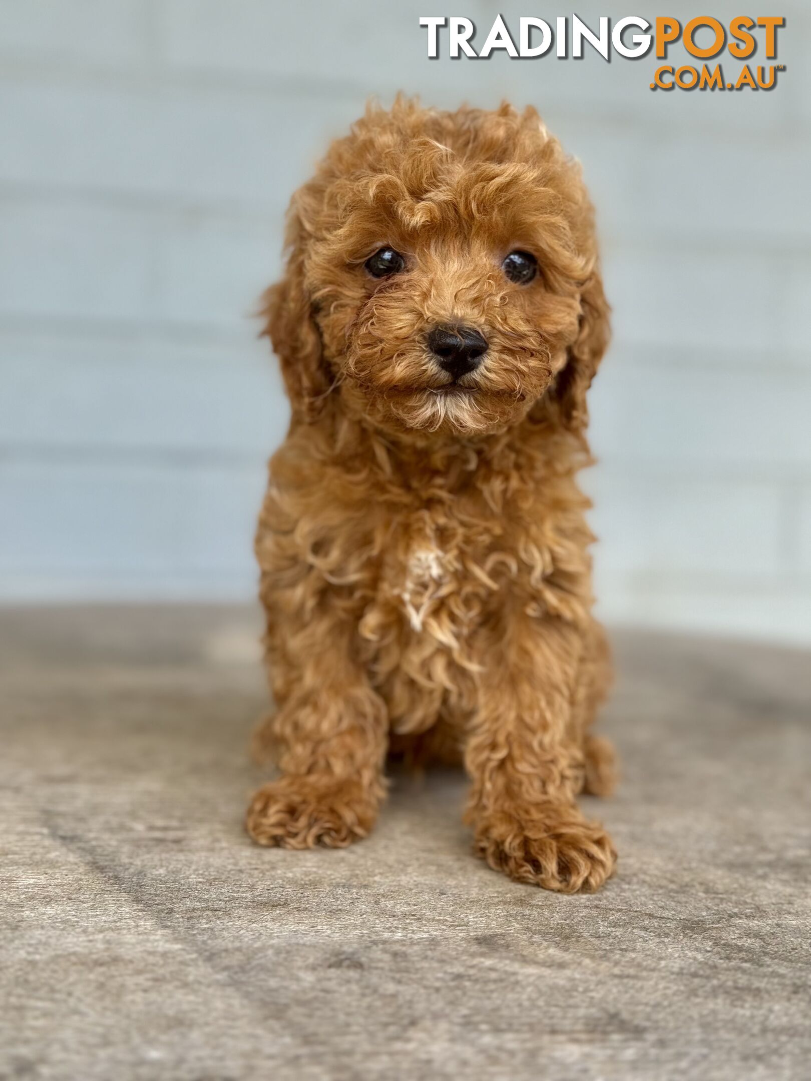 TINY TOY CAVOODLE PUPPIES