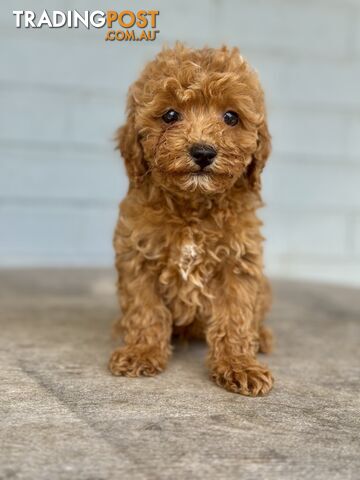 TINY TOY CAVOODLE PUPPIES