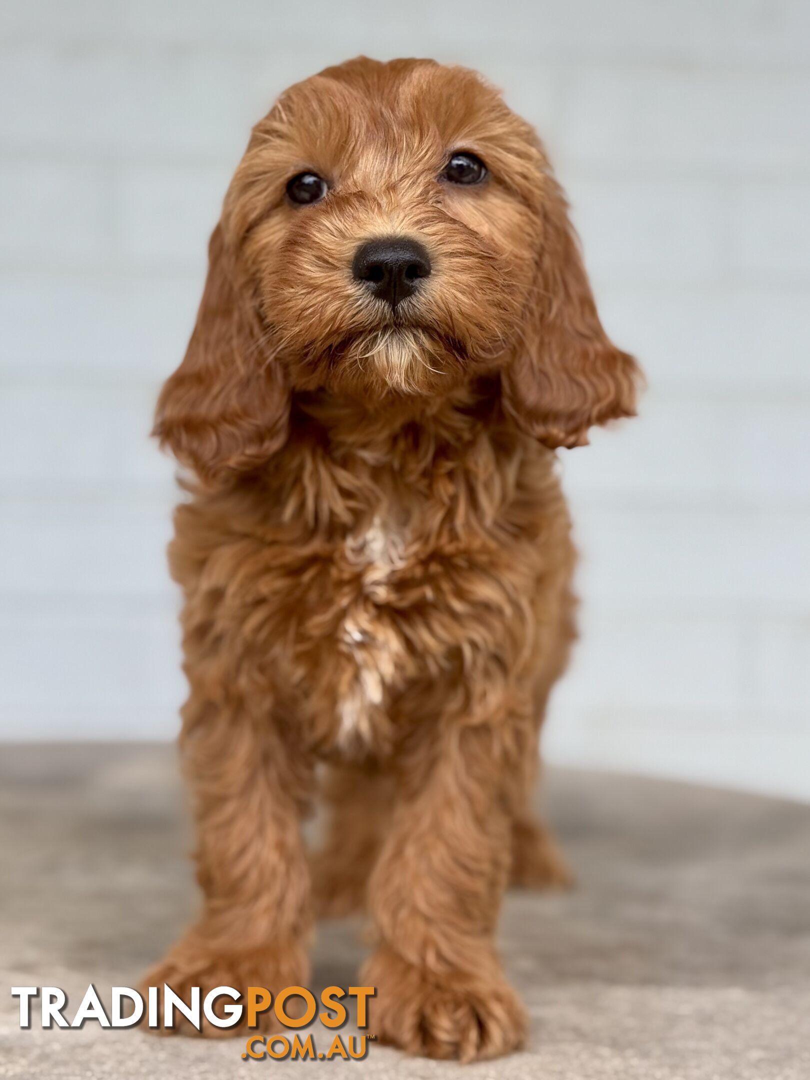 TINY TOY CAVOODLE PUPPIES