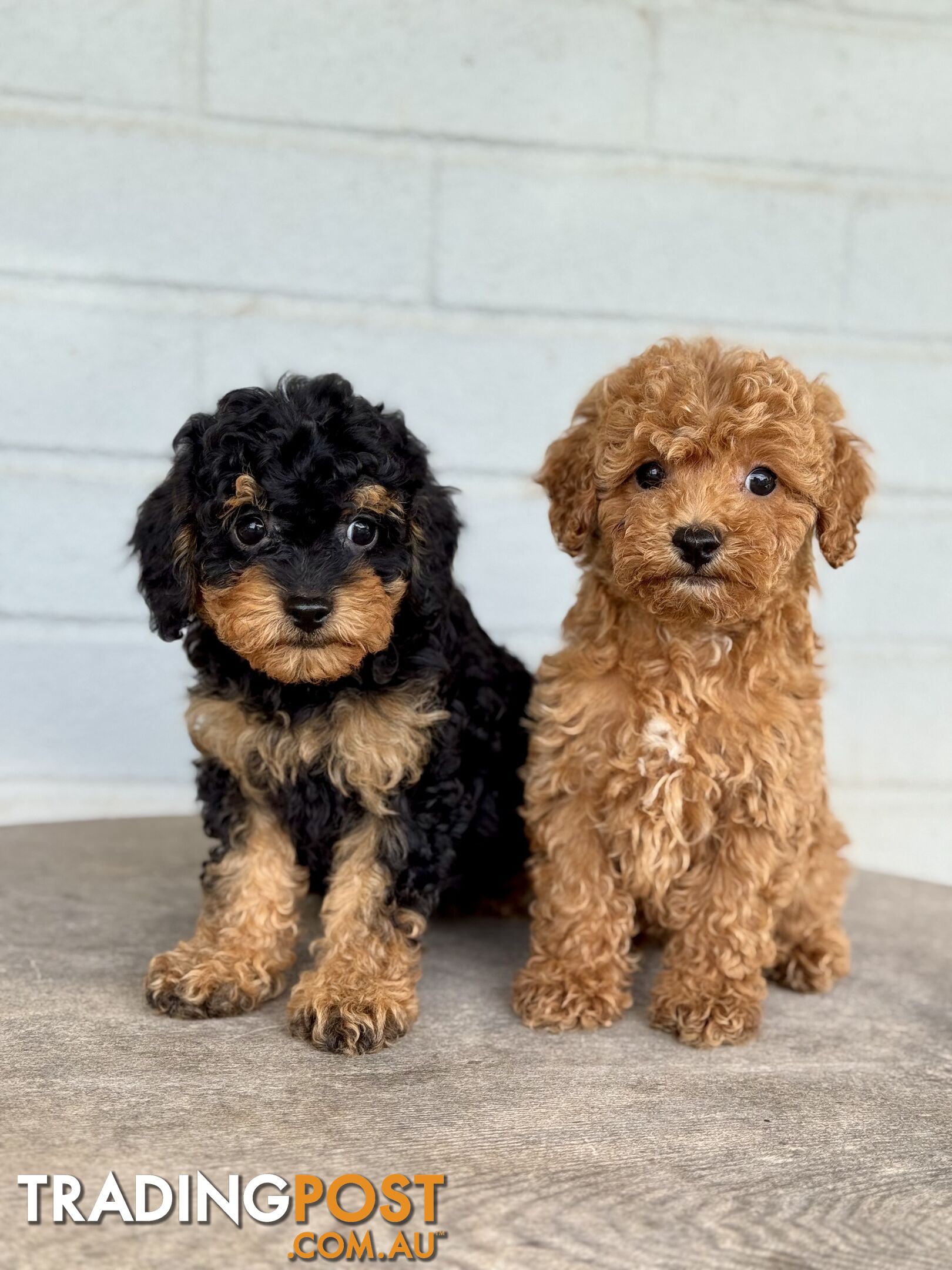 TINY TOY CAVOODLE PUPPIES