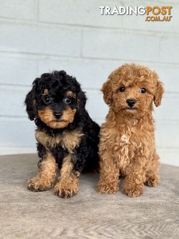 TINY TOY CAVOODLE PUPPIES