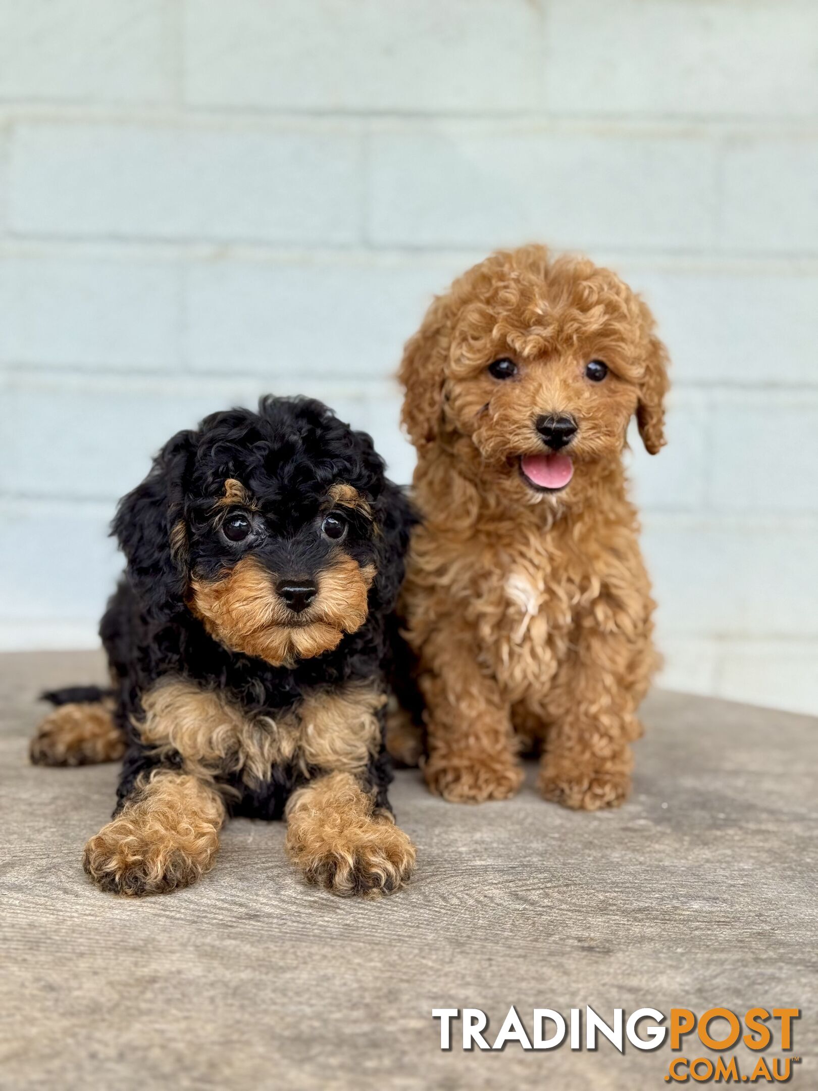 TINY TOY CAVOODLE PUPPIES