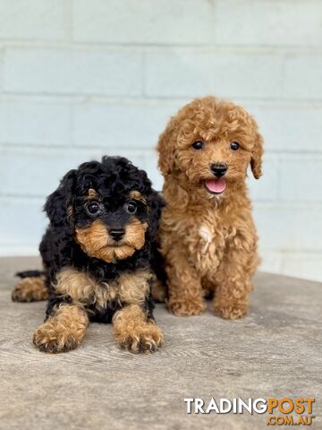 TINY TOY CAVOODLE PUPPIES