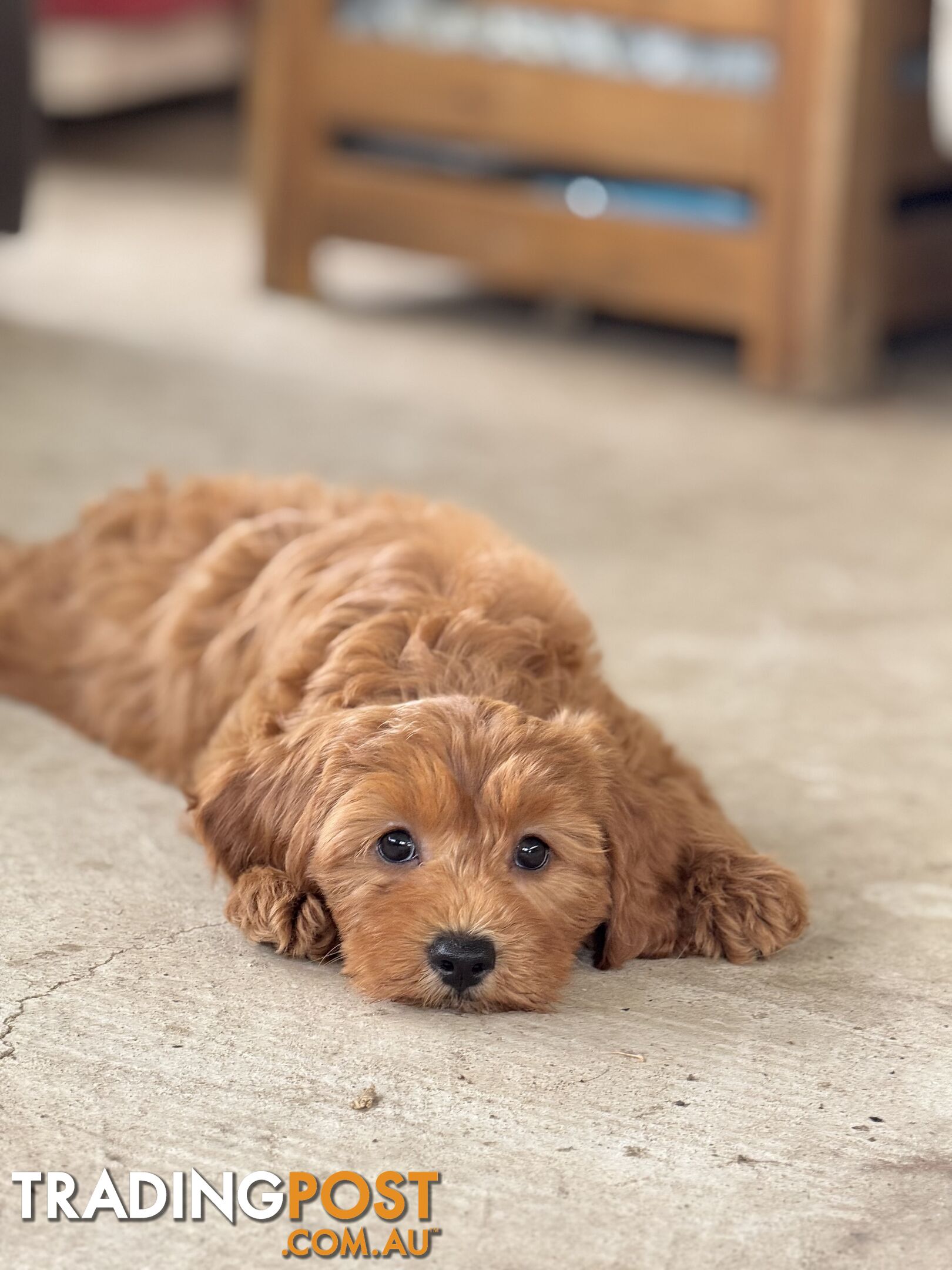 TINY TOY CAVOODLE PUPPIES