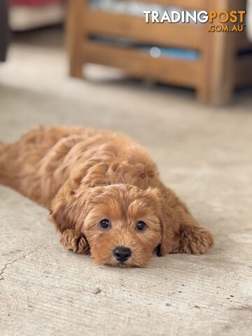 TINY TOY CAVOODLE PUPPIES