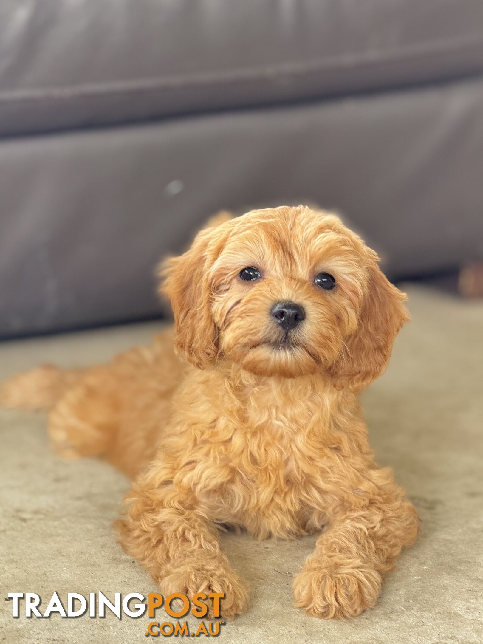 TINY TOY CAVOODLE PUPPIES