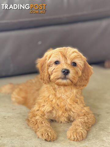 TINY TOY CAVOODLE PUPPIES