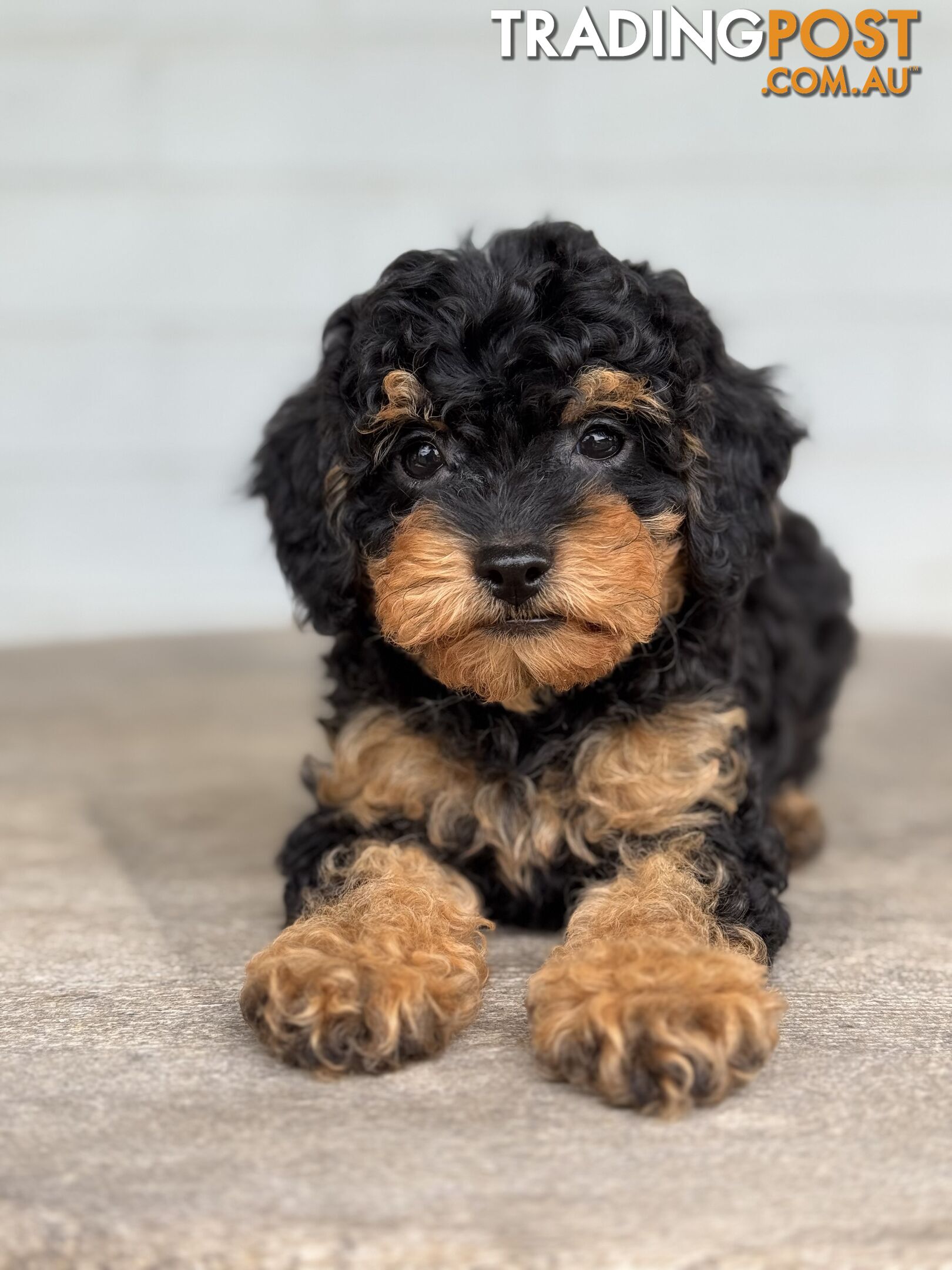 TINY TOY CAVOODLE PUPPIES