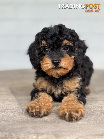 TINY TOY CAVOODLE PUPPIES