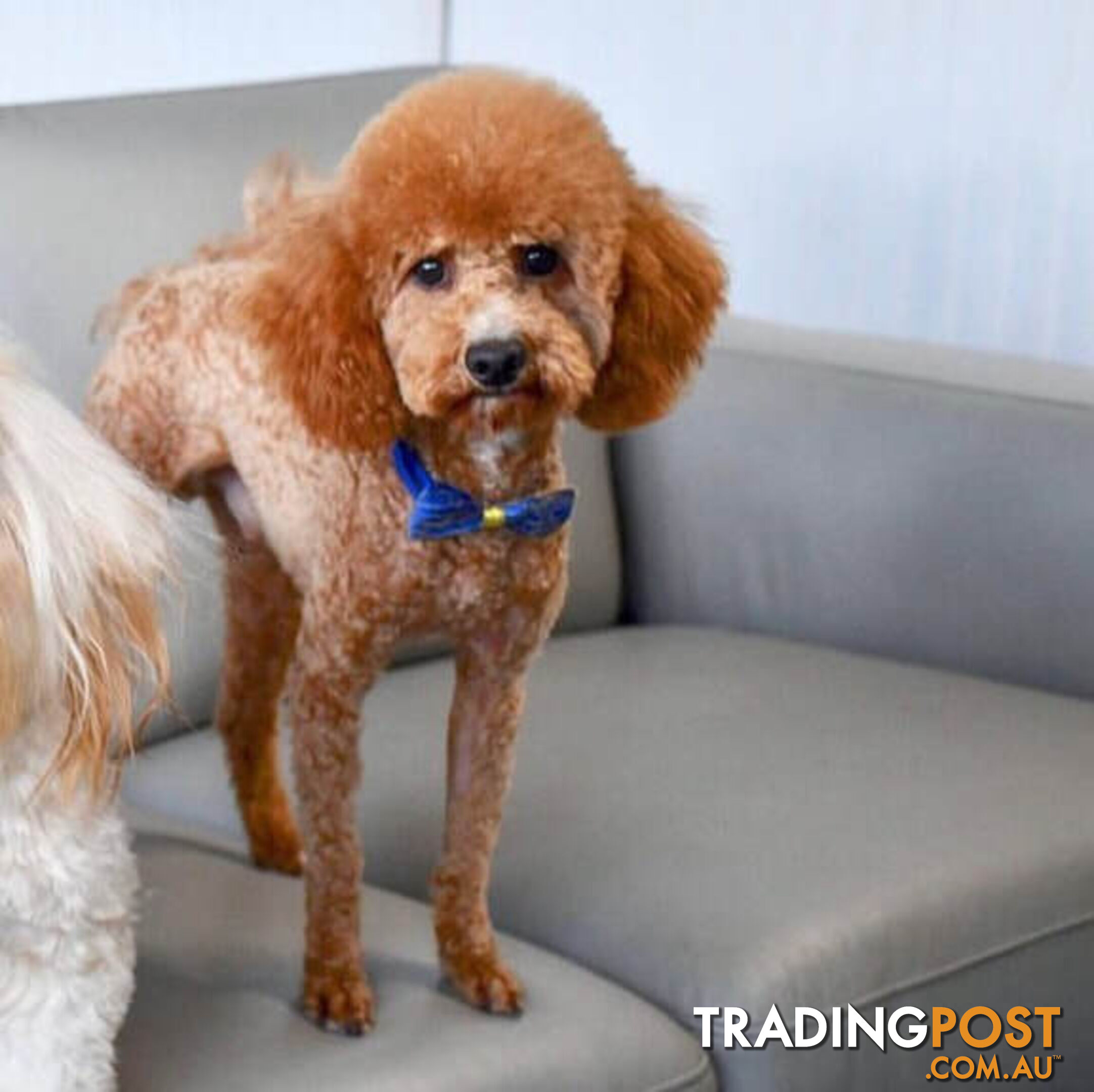 TINY TOY CAVOODLE PUPPIES