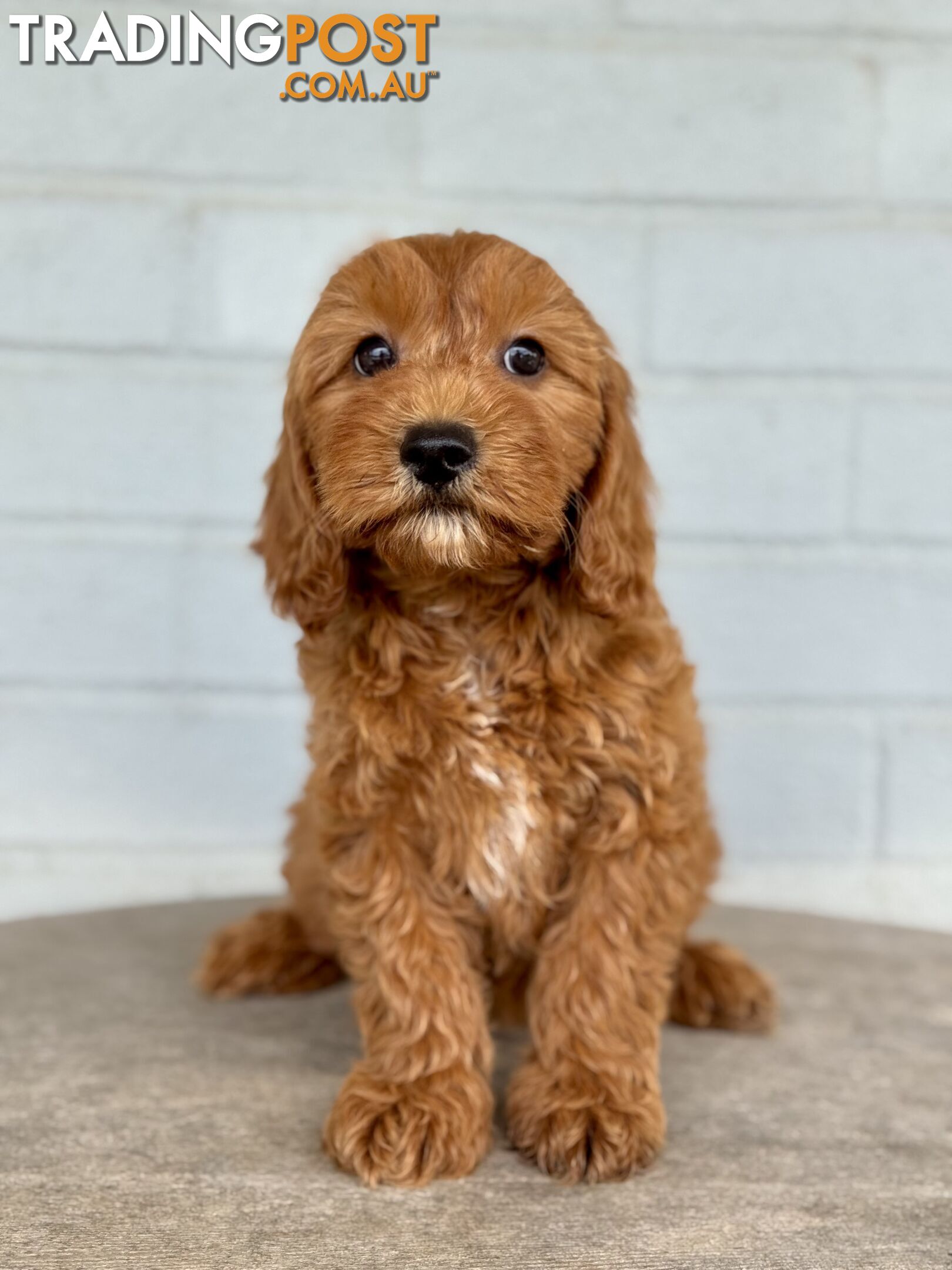 TINY TOY CAVOODLE PUPPIES