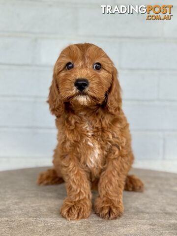 TINY TOY CAVOODLE PUPPIES