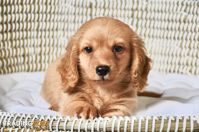 chanel puppy clothes