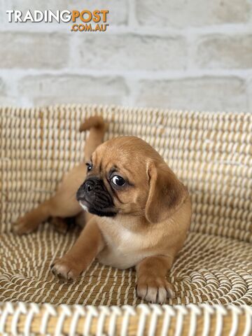 Pugalier Puppies - Happy & Healthy