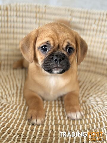 Pugalier Puppies - Happy & Healthy