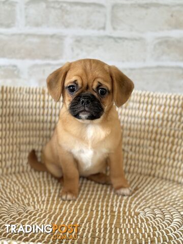 Pugalier Puppies - Happy & Healthy