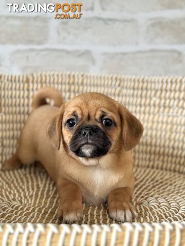 Pugalier Puppies - Happy & Healthy